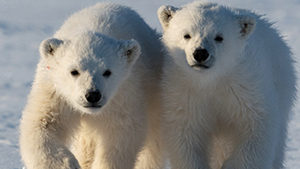 Two polar bear cubs.