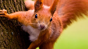 A Squirrel's Guide to Success