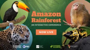 Nature: Amazon Rainforest