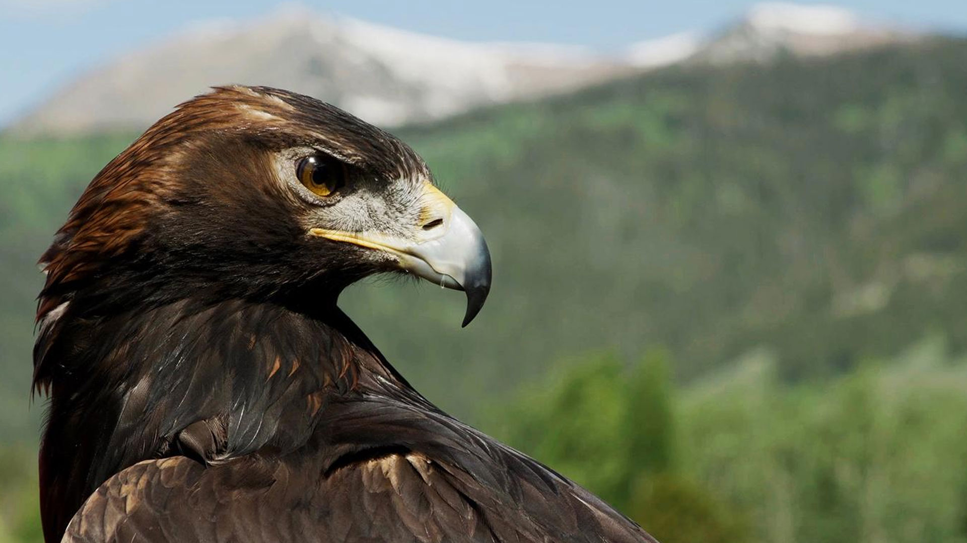 Golden Eagles: Witnesses to a Changing West