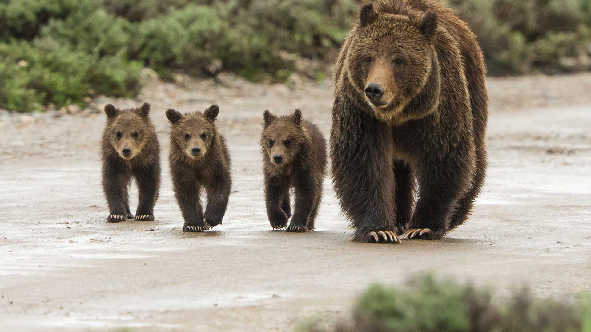 The most famous bear in the Tetons attempts to raise cubs amid conflicts with people.