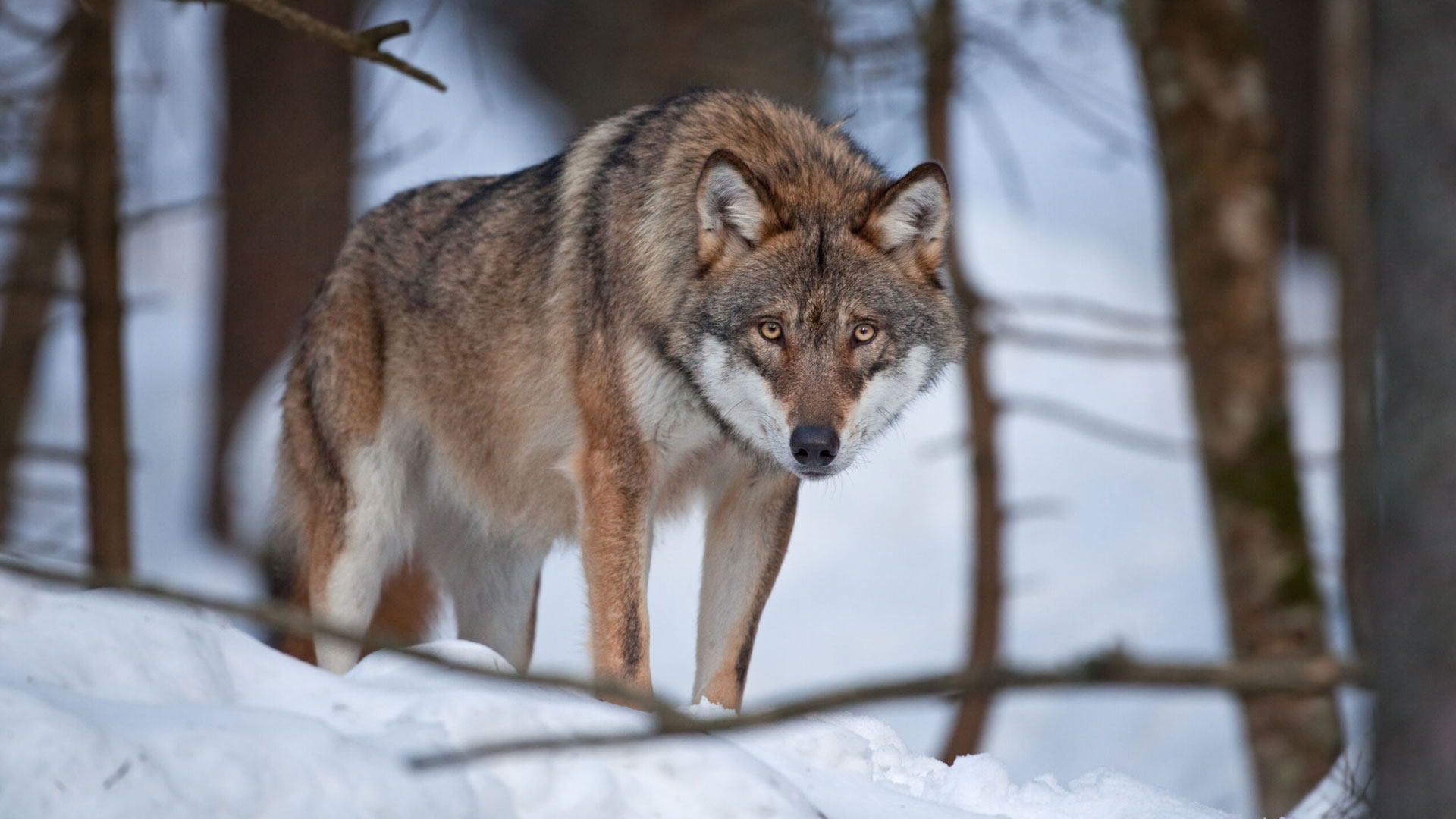 Discover the region of Romania, Transylvania, and learn some of the mythology surrounding it.