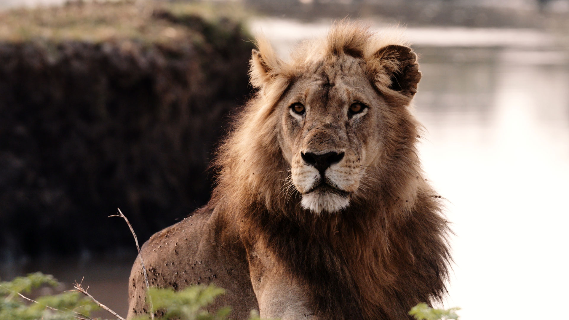 Meet the hippo, crocodile and lion families navigating the dry season in Katavi National Park.