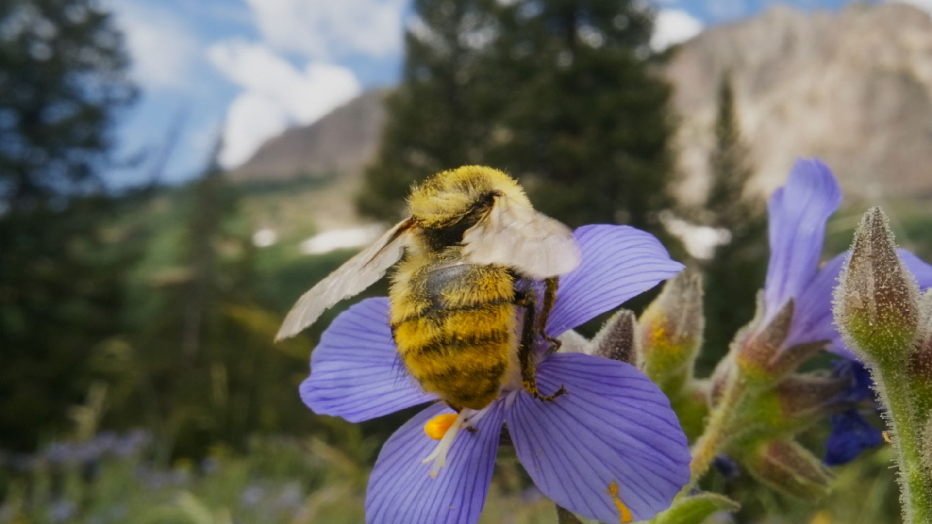Uncover the crucial roles bugs play on earth and explore the ruthless world of some of the stealthiest and cleverest insects in the animal kingdom.