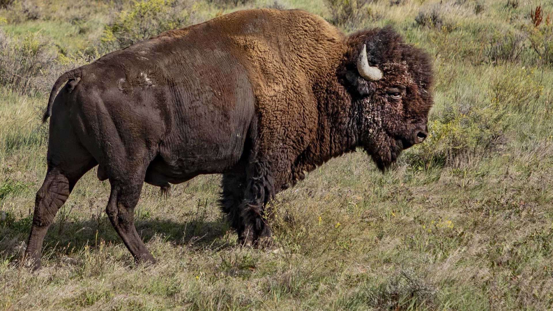 The American Buffalo