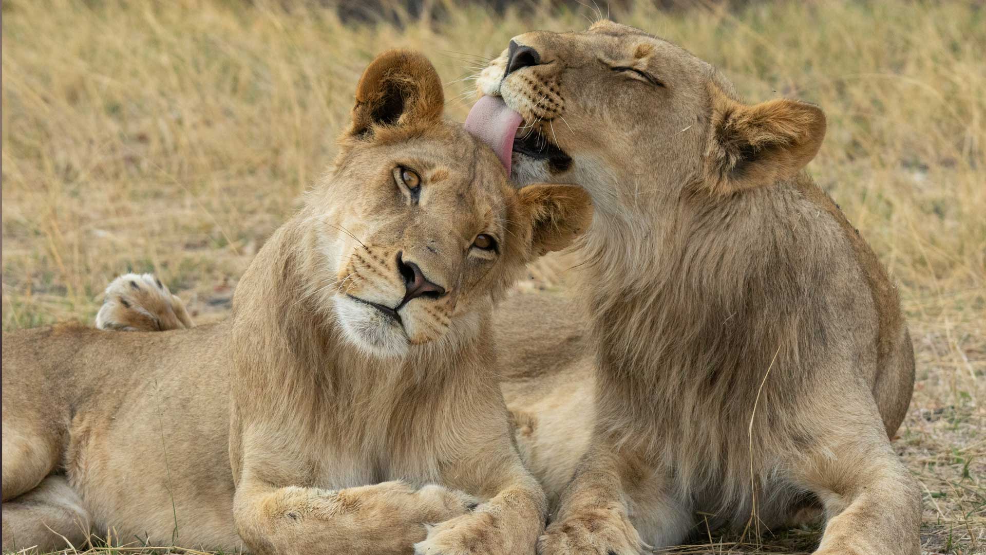 Follow lions, leopards and cheetahs day and night In Botswana’s wild Okavango Delta.