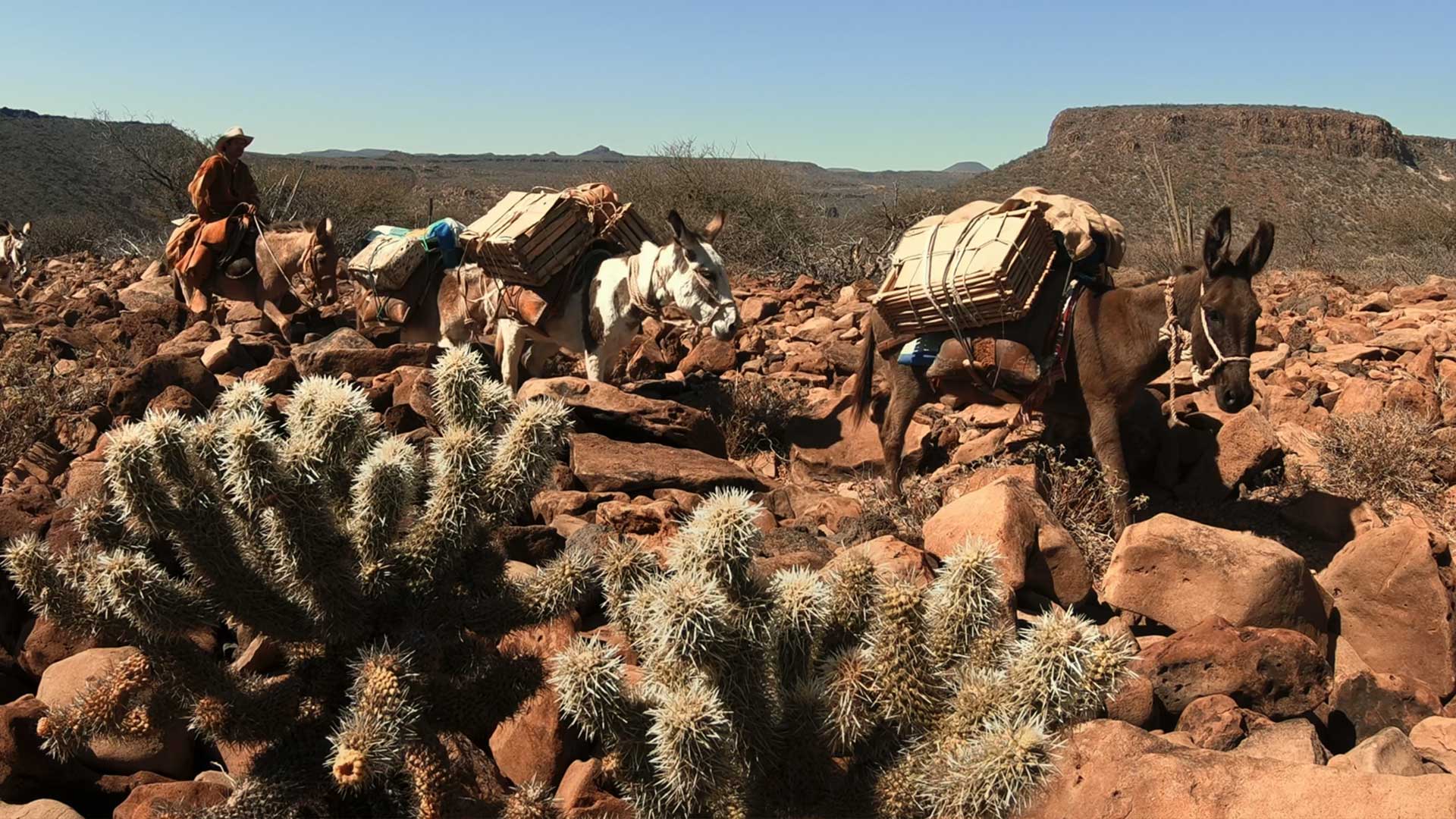 Meet an aging vaquero who guards much of the Old Californio traditional knowledge.