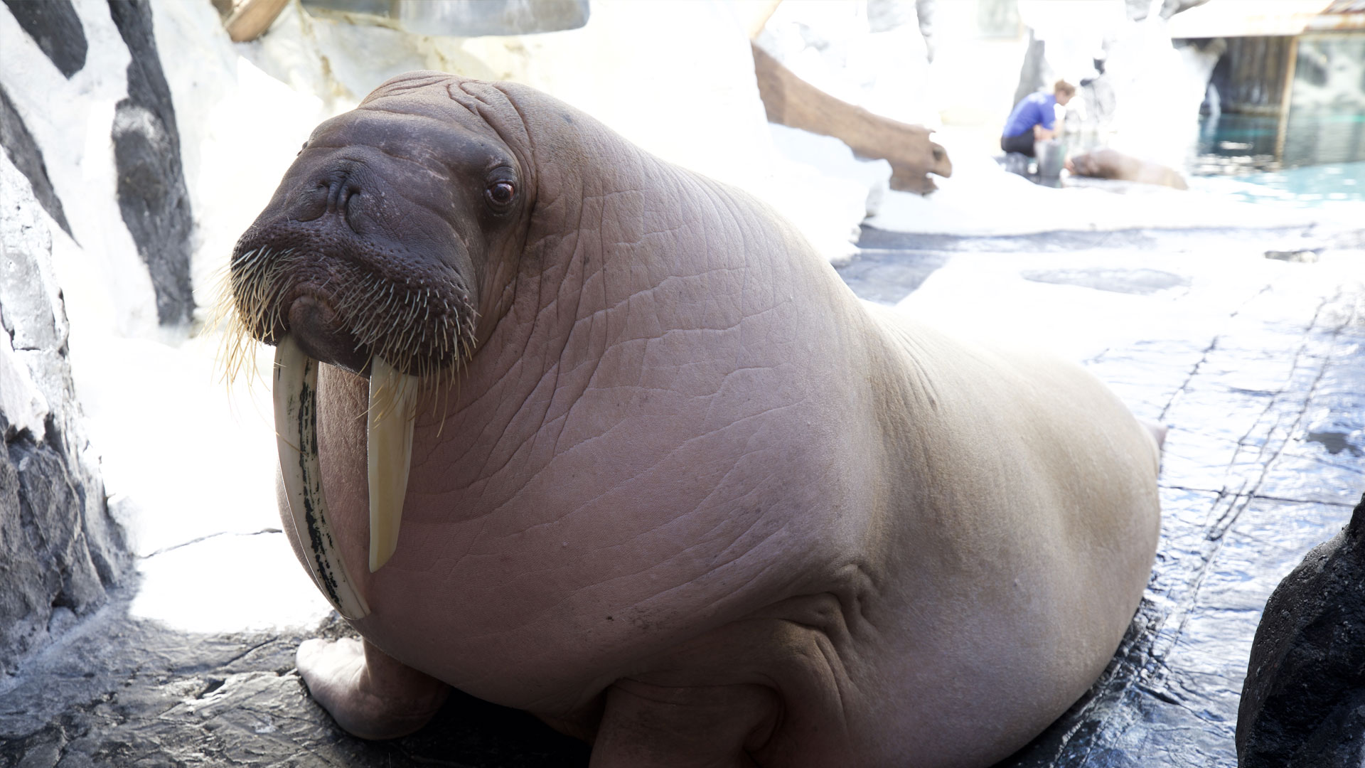 Walrus – Life on Thin Ice