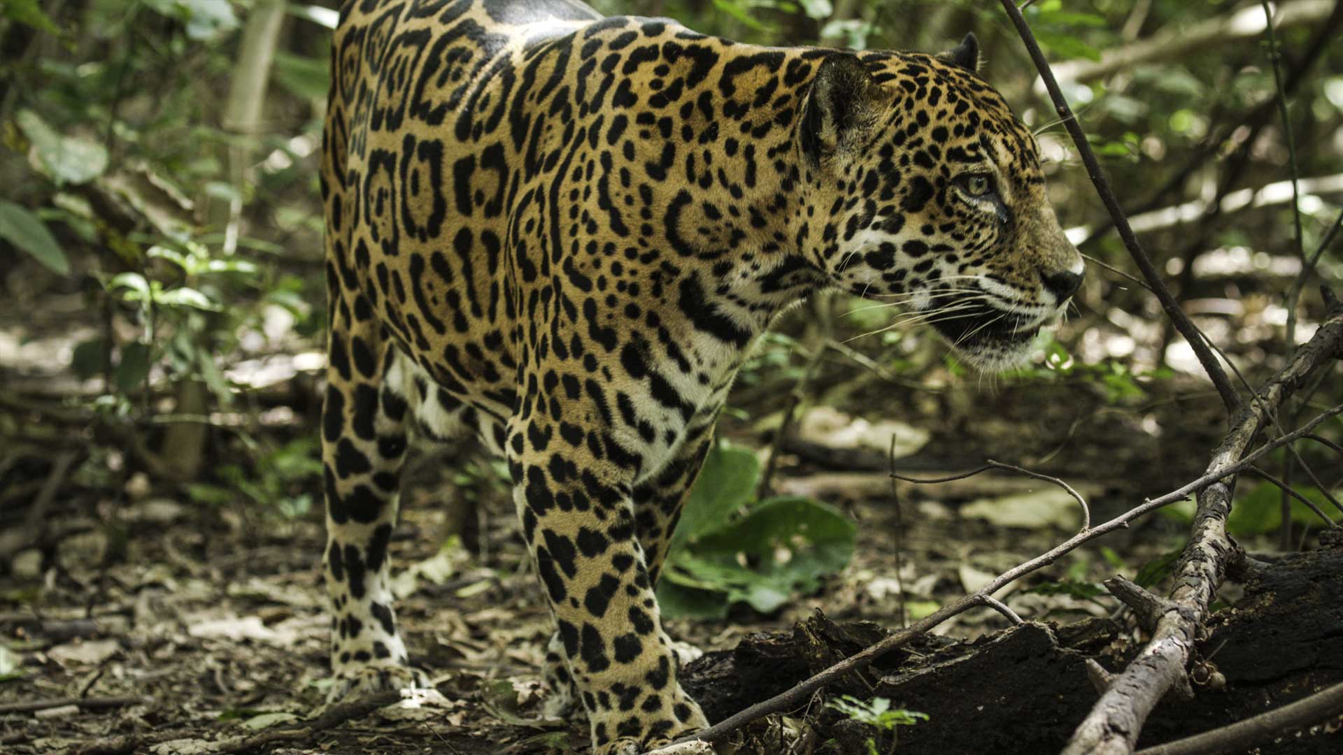 Nature: Jaguar Beach
