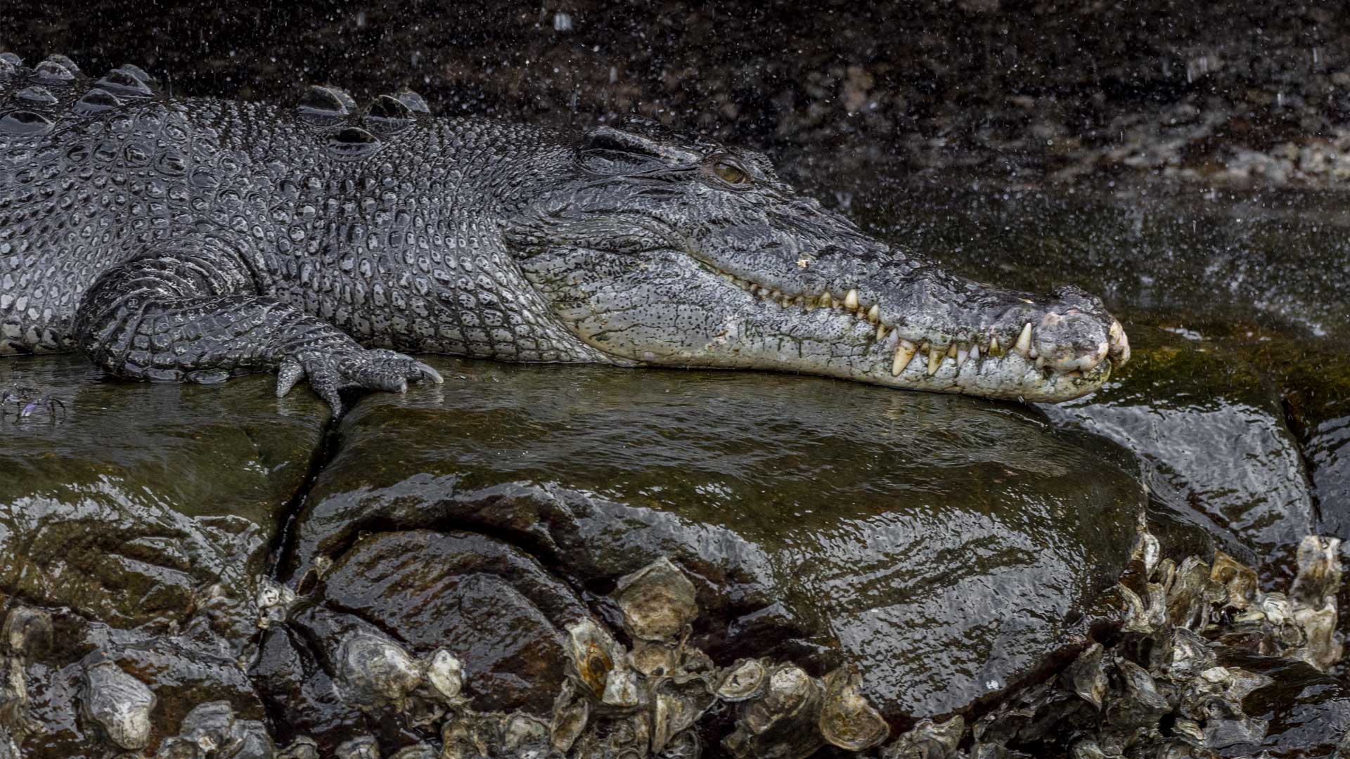 Experience iconic creatures and breathtaking lands found nowhere else on earth.