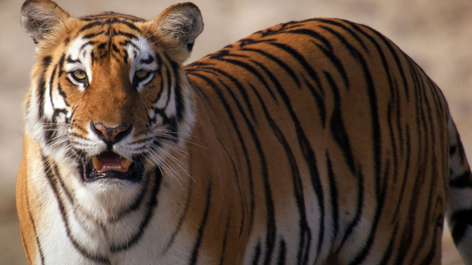 In Nepal, a team of wildlife experts begin an expedition following two tiger families.