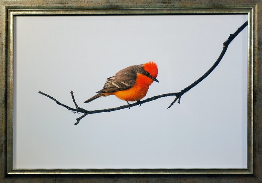 Vermillion Flycatcher