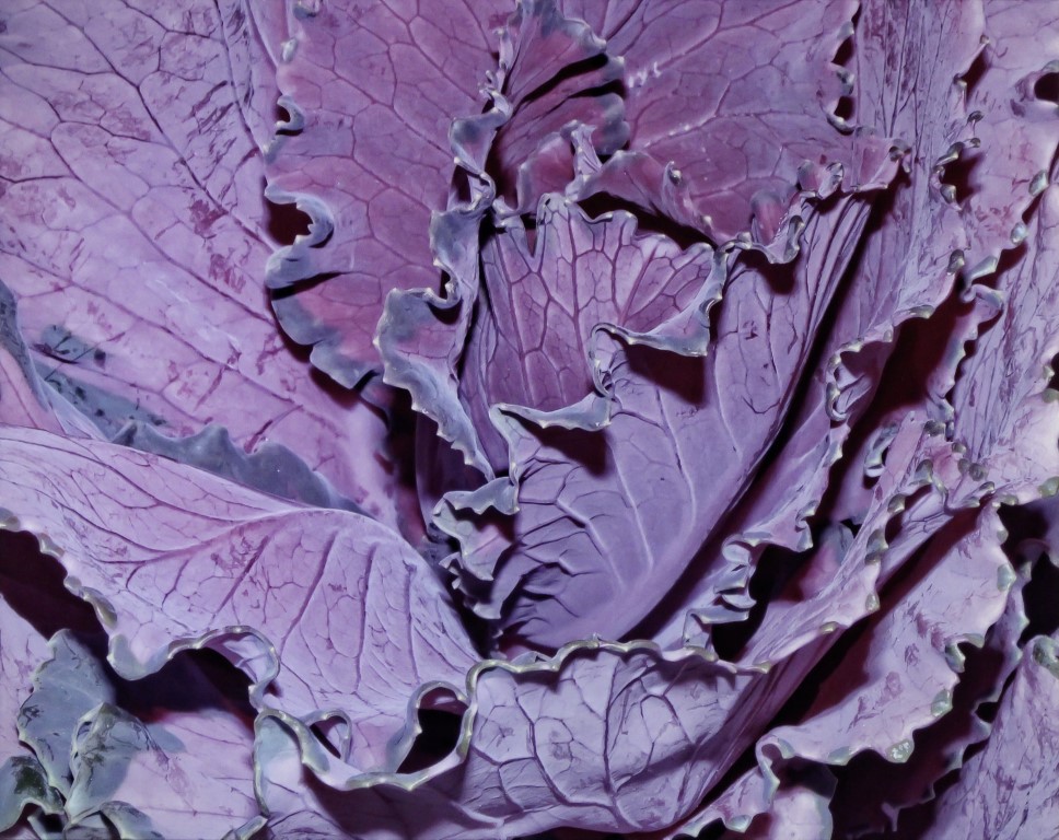 Purple and Green Ornamental Cabbage Close Up