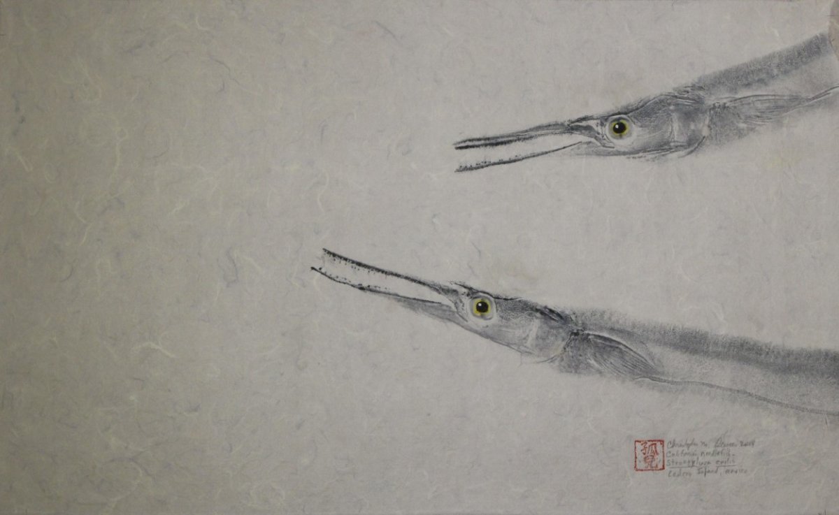 California Needlefish