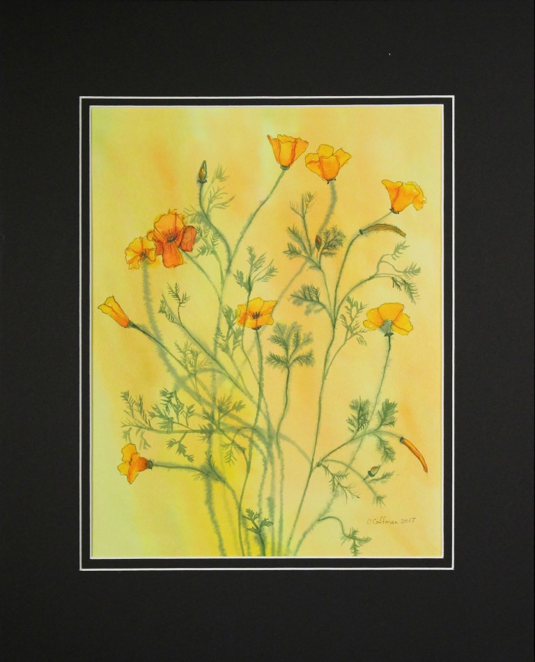 Poppies in the Field