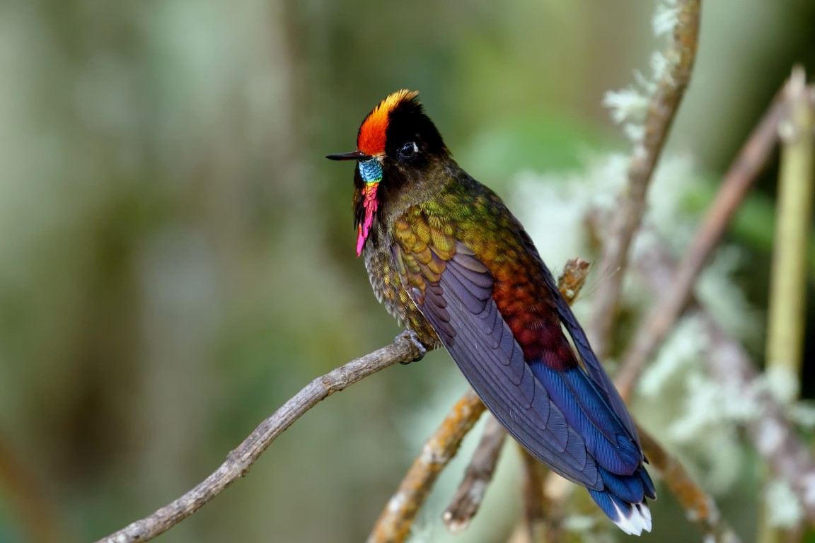 Rainbow-bearded Thornbill