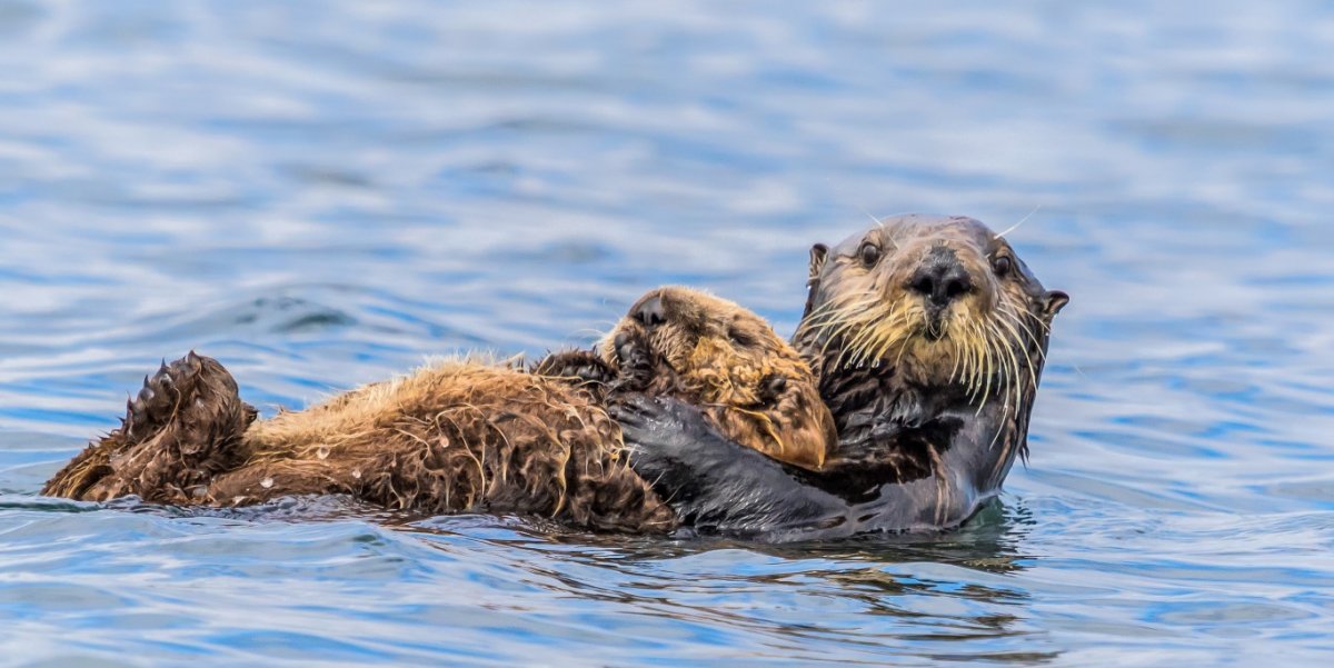 Sea Otter and Pup