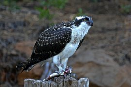 Osprey with Breakfast (18"x24")