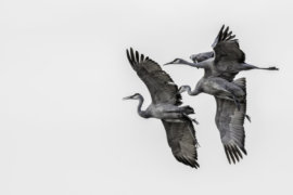5C - $400  Cranes In Flight  Doug Ridgway  (Photo - 20x30)